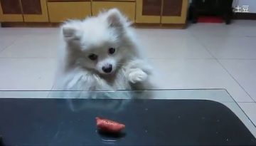 dog-sausage thumbnail