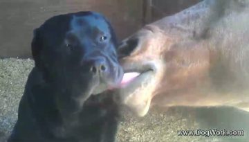 horse-really-loves-dog thumbnail