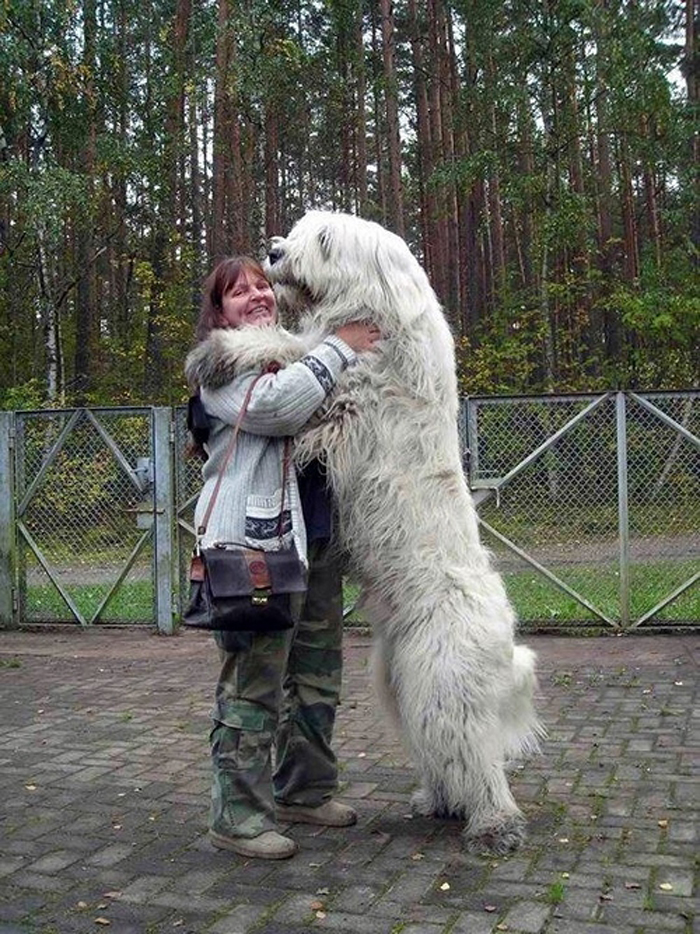 massive dog breeds