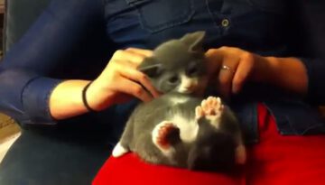 kitten-massage thumbnail