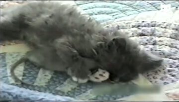 mouse-kitten thumbnail