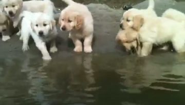 puppies-swimming thumbnail