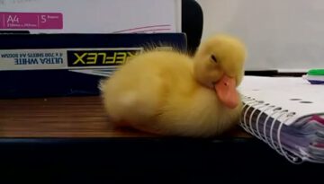 sleepy-baby-duck thumbnail