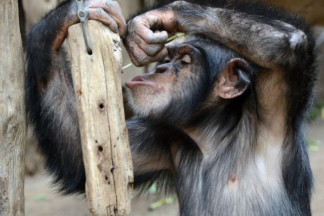 Zoo protects chimpanzees from West Africa