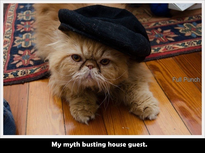 18-My-myth-busting-house-guest.