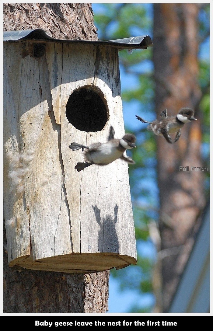20-Baby-geese-leave-the-nest-for-the-first-time