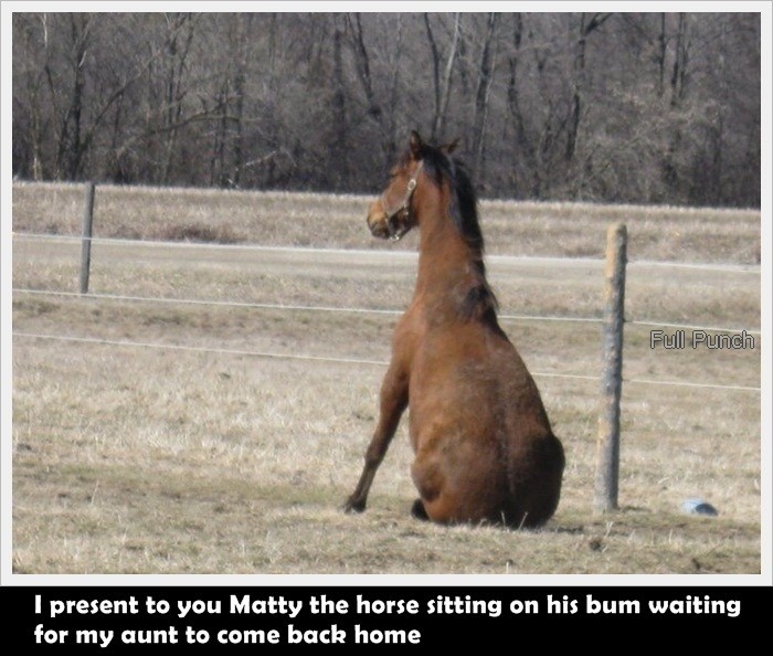 22-I-present-to-you-Matty-the-horse-sitting-on-his-bum-waiting-for-my-aunt-to-come-back-home