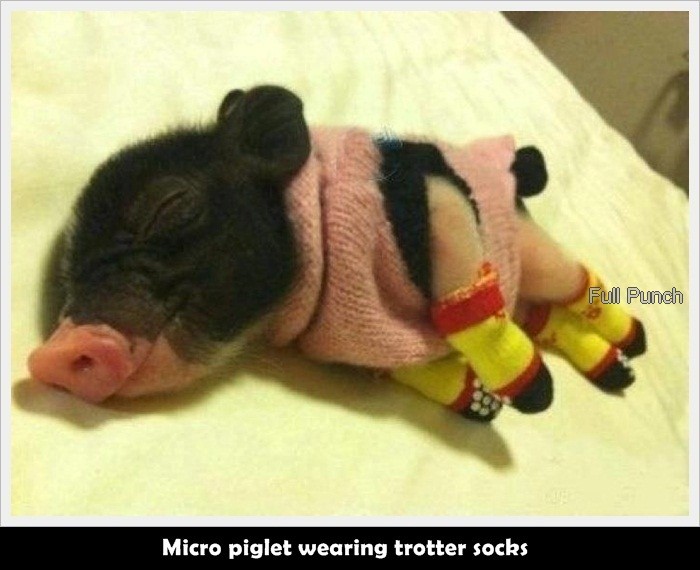 24-Micro-piglet-wearing-trotter-socks