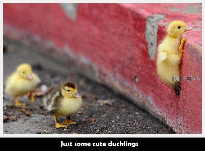 26-Just-some-cute-ducklings