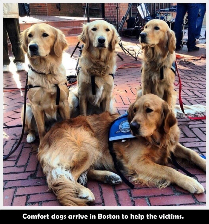 3-Comfort-dogs-arrive-in-Boston-to-help-the-victims