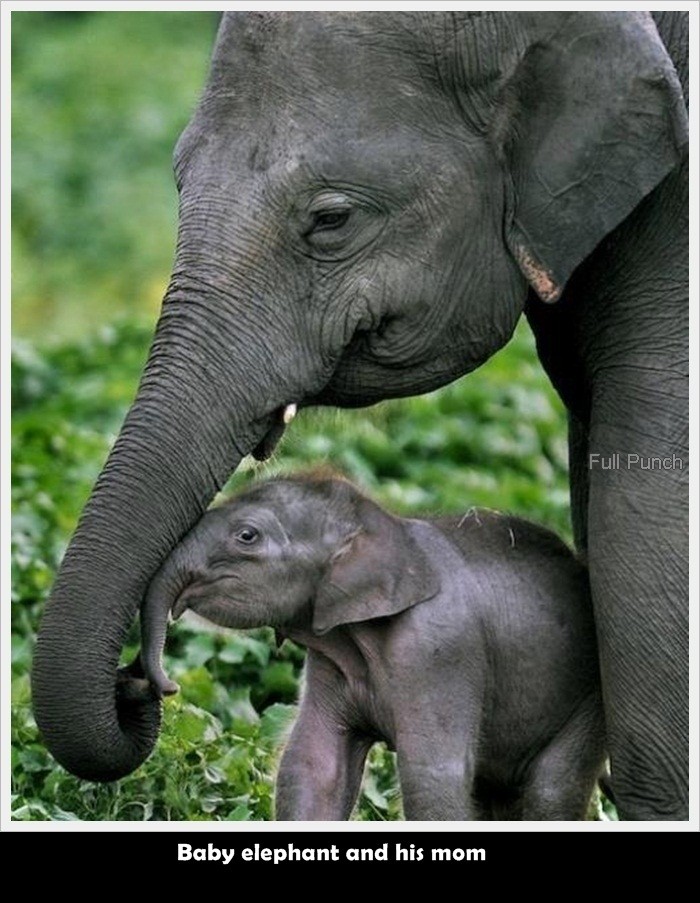 6-Baby-elephant-and-his-mom
