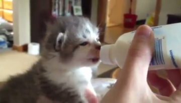 Adorable Kitten Wiggles Ears While Drinking - Video thumbnail
