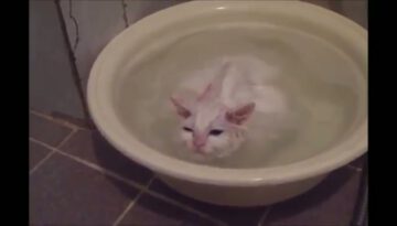 kitten-likes-bath thumbnail
