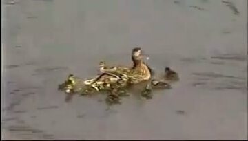 rescued-ducklings thumbnail