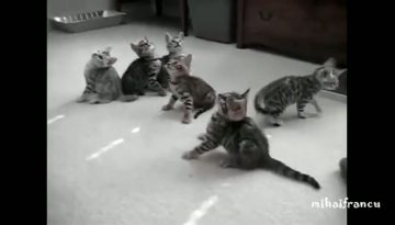 synchronized_cats_compilation thumbnail
