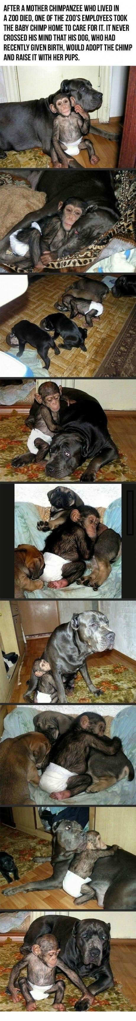 dog-adopts-chimp