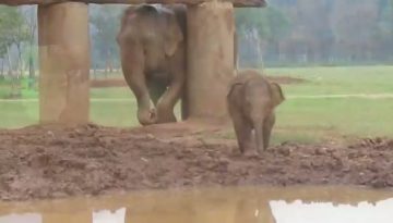 baby-elephant-mud thumbnail