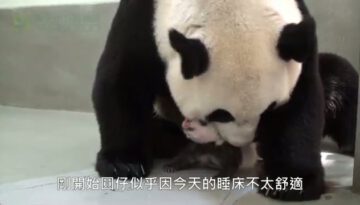 baby-panda-reunited-with-mom thumbnail