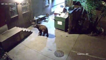 bear-takes-dumpster-food-to-go thumbnail