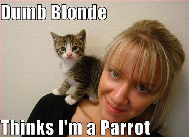 blondes_that_fail_miserably_every_time_640_41