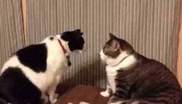 cat-staring-contest thumbnail