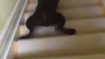 dog-slid-down-stairs thumbnail