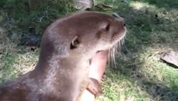 otter-happy-noises thumbnail