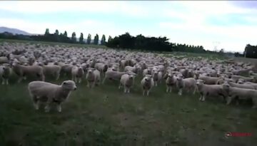 sheep-protest thumbnail