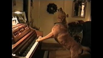 Animal Musical Prodigies Compilation