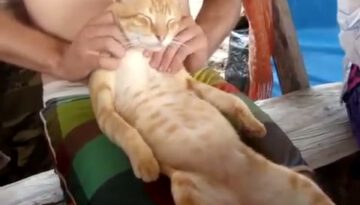 cat_that_loves_to_be_massaged thumbnail
