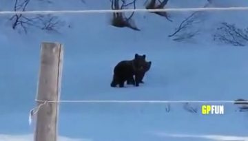 bears-in-russia thumbnail