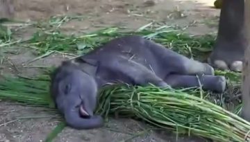 sleeping-baby-elephant-hungry-mama thumbnail