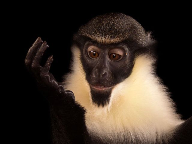 A young, female Diana monkey (Cercopithecus diana) at the Omaha Zoo.