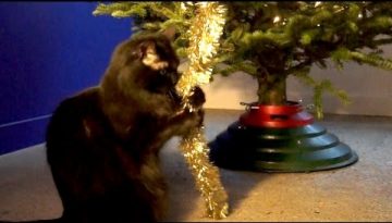 Cats Climbing a Christmas Tree