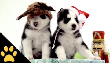 Christmas Husky Puppies