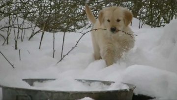 Golden Retriever Puppies – Frosty the Snowman