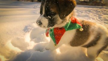 Puppy Snow Adventure