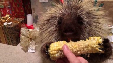 Teddy Bear the Porcupine Finds a Christmas Treat