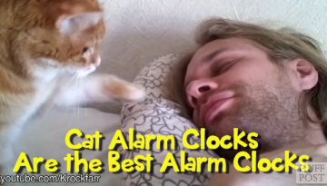 cat-alarm-clocks