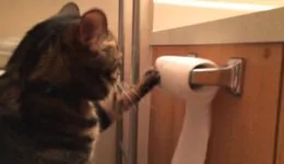 Reverse Toilet Paper Cat
