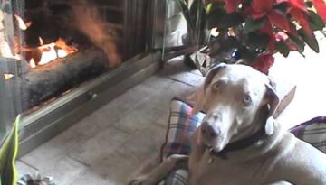 Dog Drags His Bed Close to the Fireplace to Stay Warm