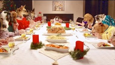 Freshpet Holiday Feast