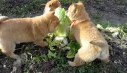 3 Cute Puppies Attacking a Cabbage