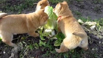 3 Cute Puppies Attacking a Cabbage