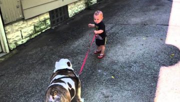 11-Month-Old Trying to Walk 80 Pound Bulldog