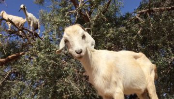 Goats on a Tree 2