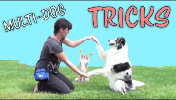 Amazing Double Dog Tricks