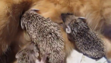 cat-orphaned-hedgehogs