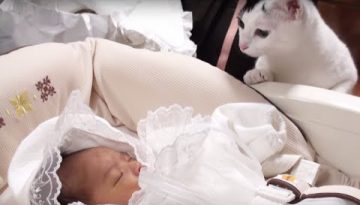 Cats Meeting Babies for the First Time Compilation