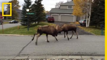 Moose Fight on the Front Lawn